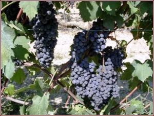 grappoli di nebbiolo