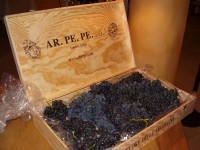 grappoli di nebbiolo di Arpepe