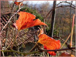 Foglie di vite in autunno