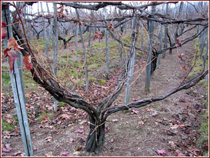 Sistema di allevamento a maggiorina