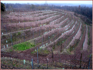 Vigneto del giovane produttore Cancelliere