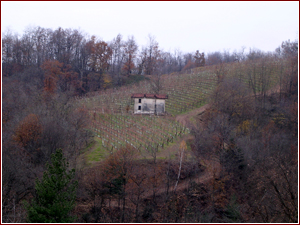 Una piccola vigna fra i boschi