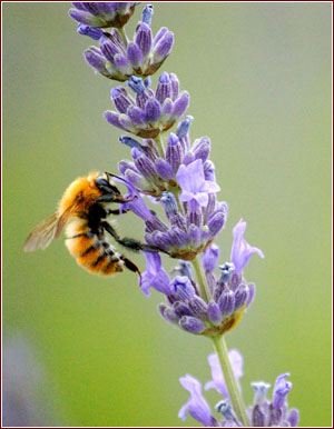 Ape su fiore di lavanda