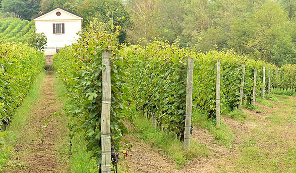 Casa gialla Le Piane