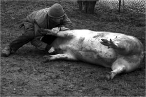 Uccisione maiale