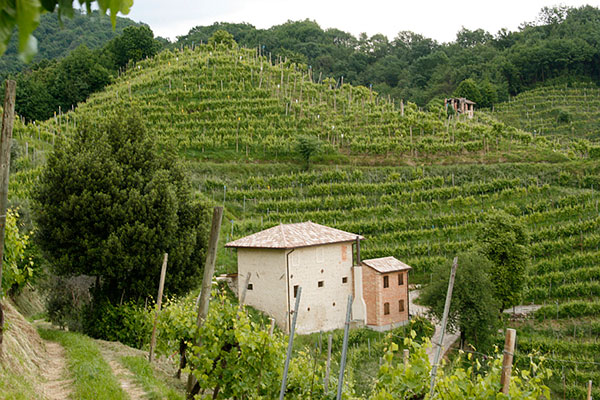 Il vigneto giardino di Adami