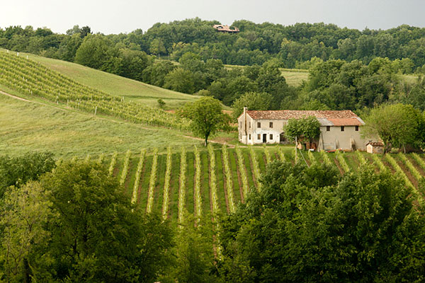 Tenuta Borgoluce