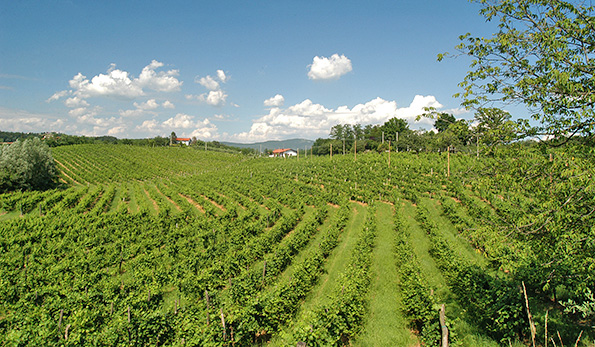 vigneti nel Collio