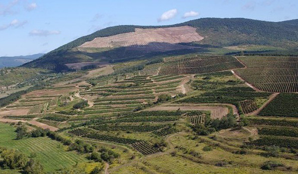 Simon Pincészet és Szőlőbirtok