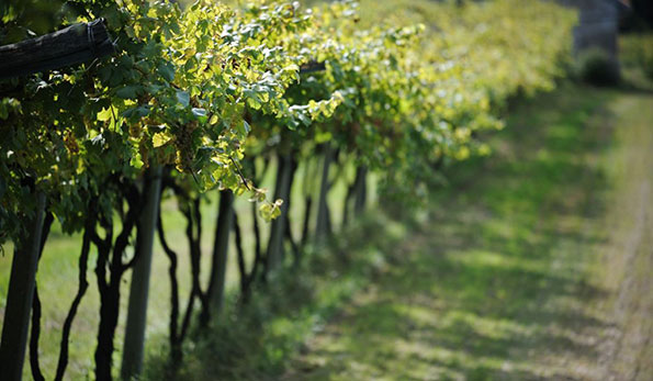 Filare azienda Cieck