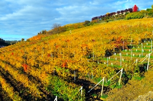Vigneti sperimentali all'Ampelion di Alba