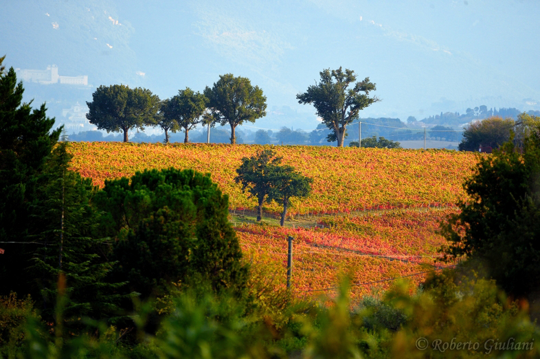 Paesaggio nei pressi di Montefalco