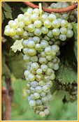 Vitigno Bianco d'Alessano