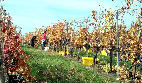 vendemmia da Tamas Duzsi