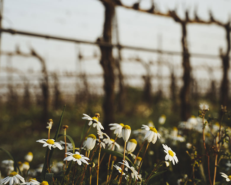 Biodiversità
