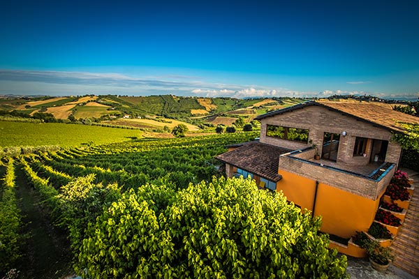 Il panorama sui vigneti di Morro d'Alba