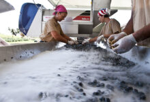 Ômina Romana, la selezione delle uve