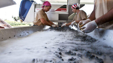 Ômina Romana, la selezione delle uve