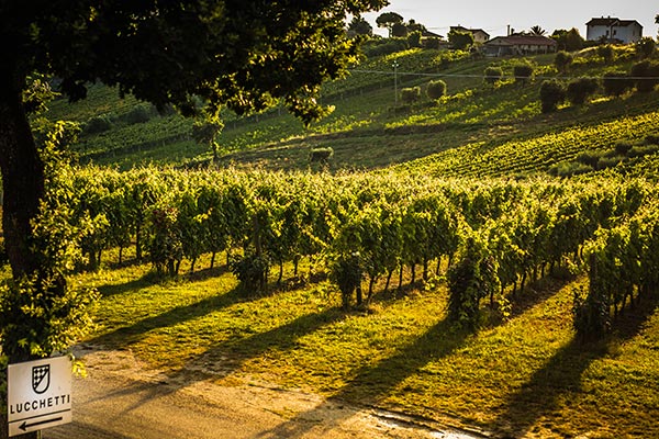 Vigne azienda Lucchetti