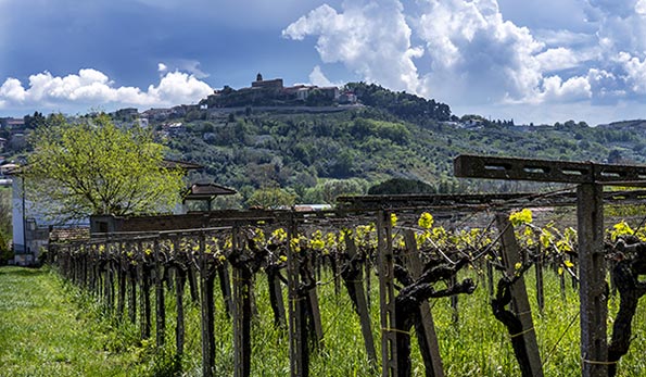 Vigneti Cantina Tollo