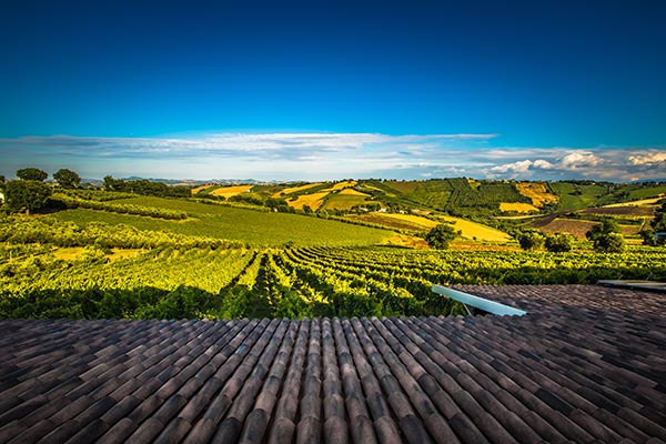 Vigne azienda Lucchetti