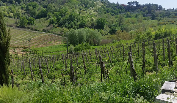 Vigneto azienda Marco Antonelli