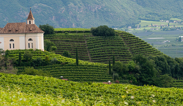 vigneti in Alto Adige