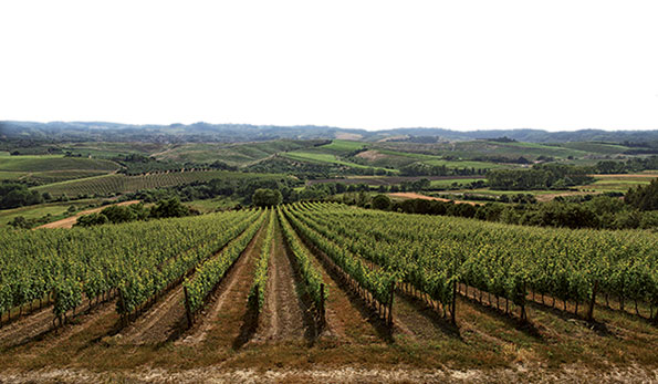 Vigneto azienda Badia di Morrona