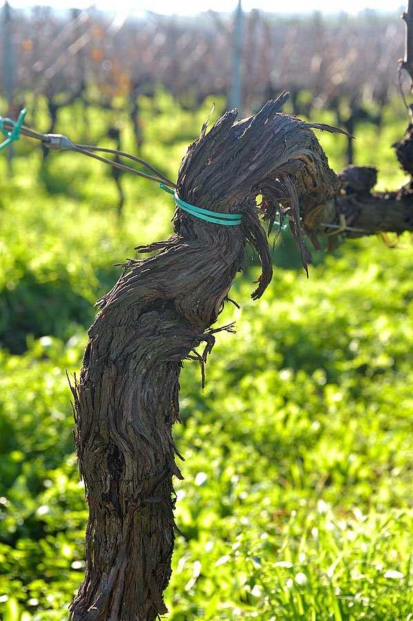 Una delle non rare piante che hanno superato i 50 anni di vita