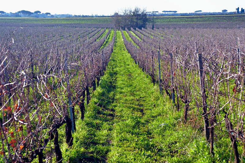 le vigne a ridosso dell'Appia antica