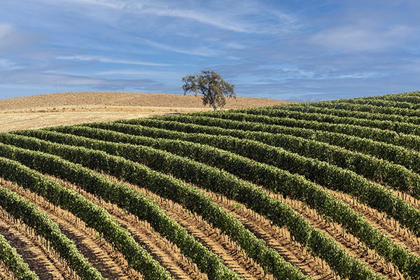 Cantina Vignaioli Scansano vigneti