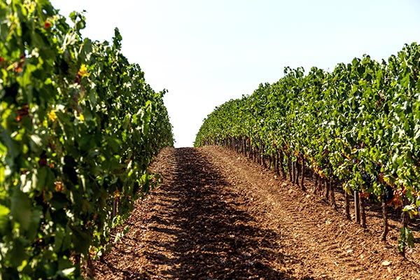 Cantina Vignaioli Scansano vigneti