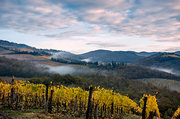Paesaggio con vigneti di Castello di Radda