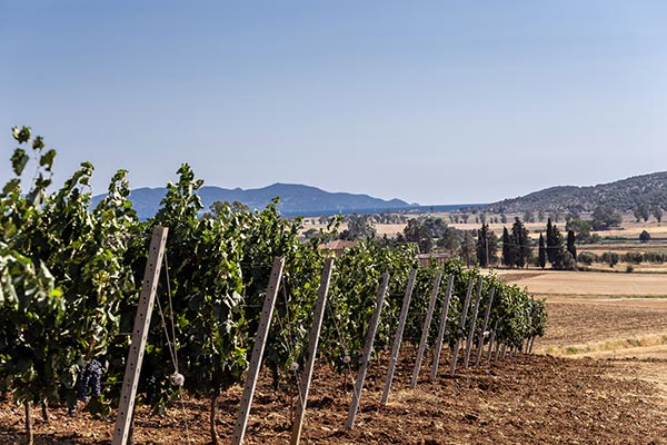 Cantina Vignaioli Scansano vigneti