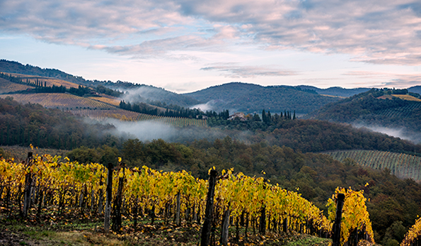 Paesaggio con vigneti di Castello di Radda