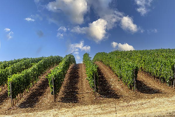 Cantina Vignaioli Scansano vigneti