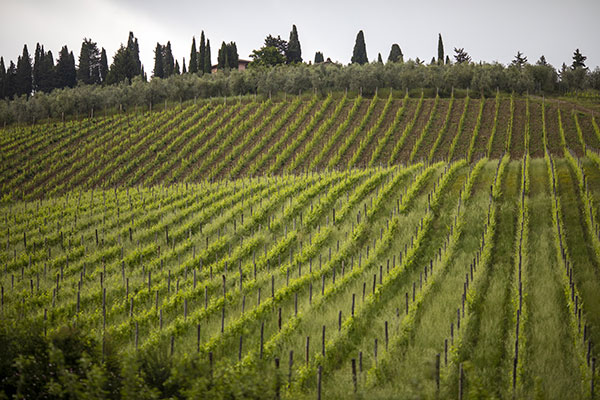 Vigneti Vignamaggio