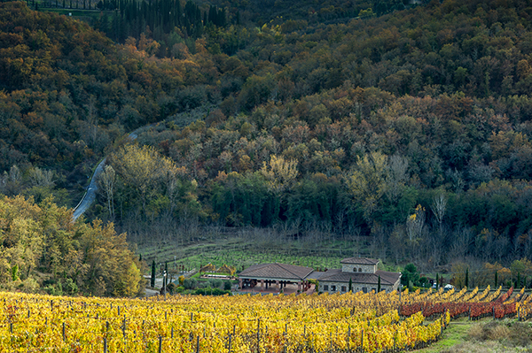 Vigne Castello di Radda