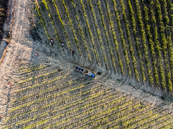 Vigneti Villa Cerna visti dall'alto