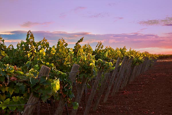 Vigneti delle cantine PaoloLeo