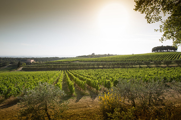 Vigneto Al Passo e cantina