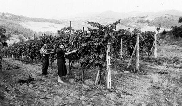 Castello di Querceto