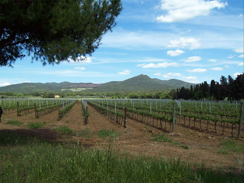 Azienda Fornacelle, vigneti