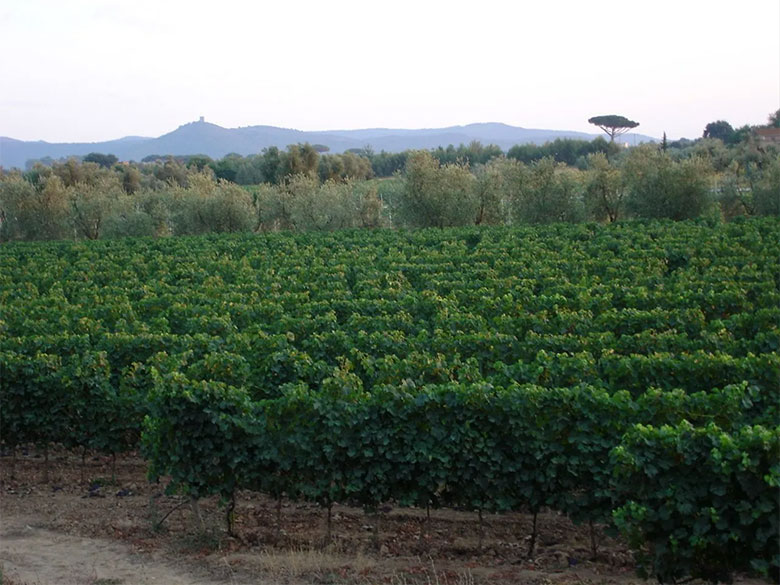 Azienda Fornacelle, vigneti