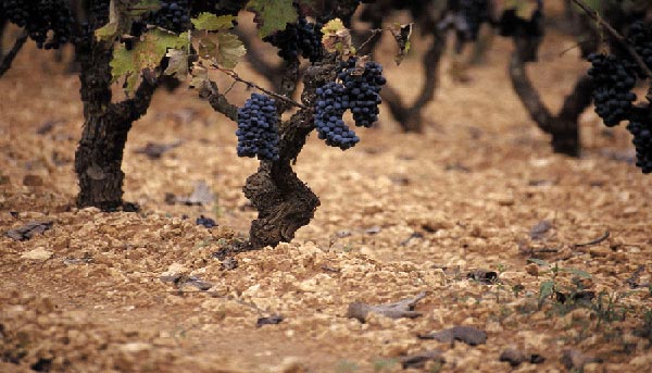 grappoli cantine PaoloLeo