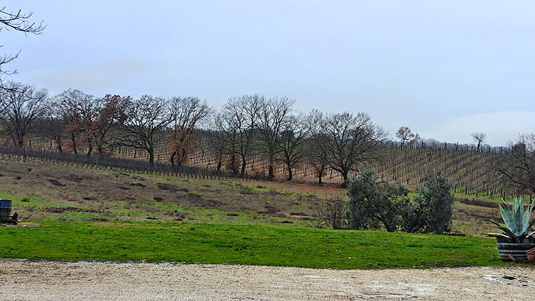 Poderi Sanguineto vigneto