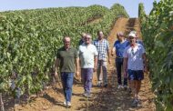 Cantina Vignaioli del Morellino di Scansano, da cinquant’anni la Maremma nel calice