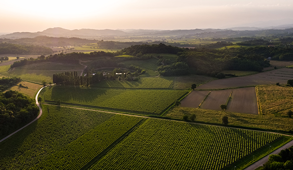 Attems, vigneti del Collio