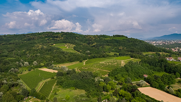 Attems, vigneti del Collio