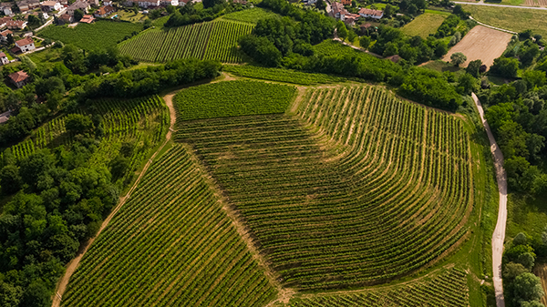 Attems, vigneti del Collio